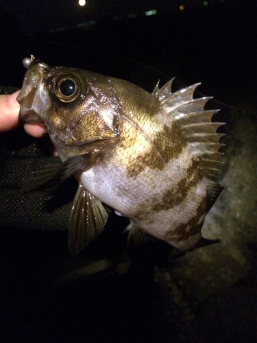 メバルの釣果