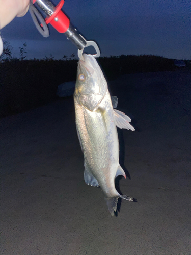 フッコ（マルスズキ）の釣果