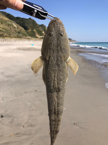 マゴチの釣果