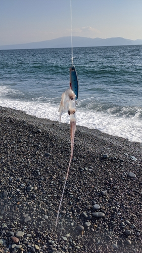 イカの釣果