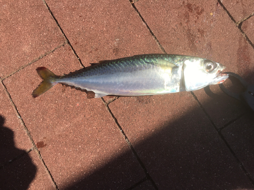 サバの釣果