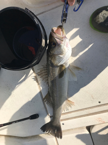 シーバスの釣果