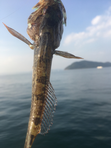 アナハゼの釣果