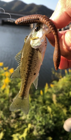 ブラックバスの釣果