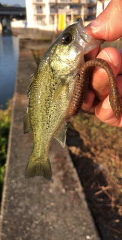 ブラックバスの釣果