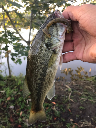 ラージマウスバスの釣果