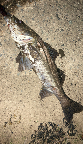 シーバスの釣果