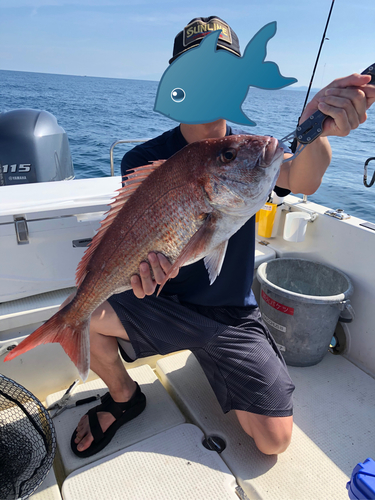 マダイの釣果