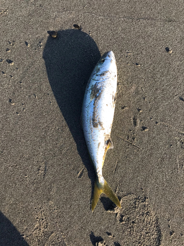 イナダの釣果