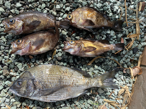 クロダイの釣果