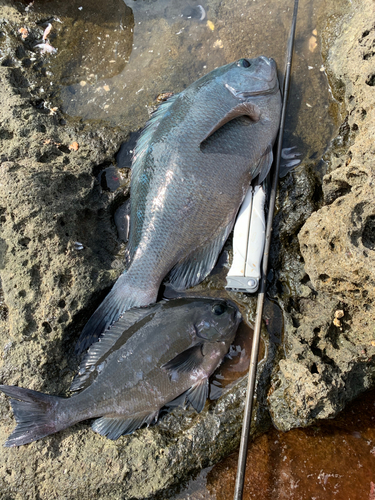 クチブトグレの釣果