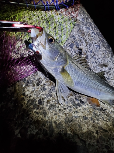 フッコ（タイリクスズキ）の釣果