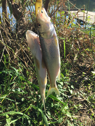 ハスの釣果