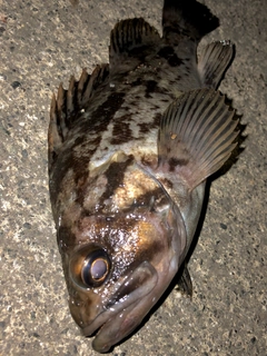 クロソイの釣果