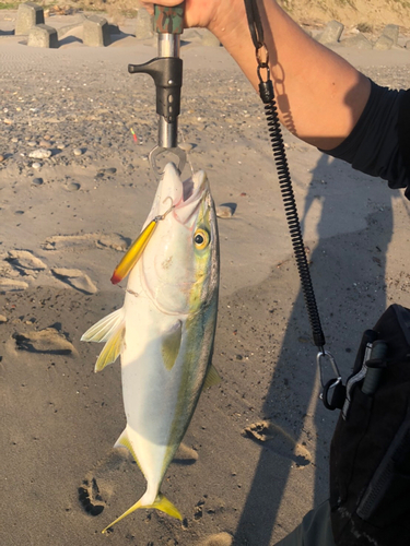 イナダの釣果