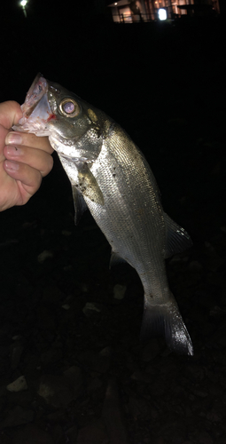 ヒラスズキの釣果