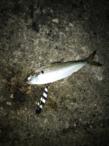 コノシロの釣果