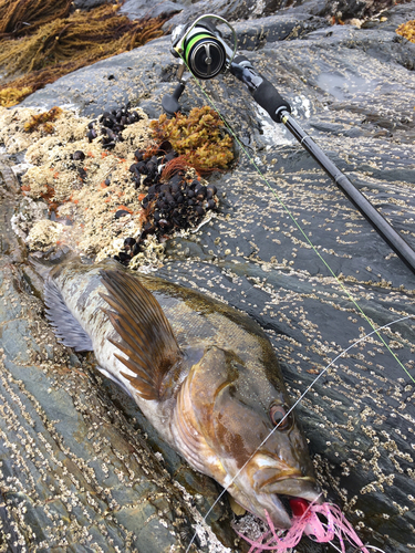 アイナメの釣果