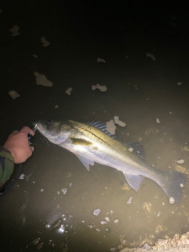 シーバスの釣果