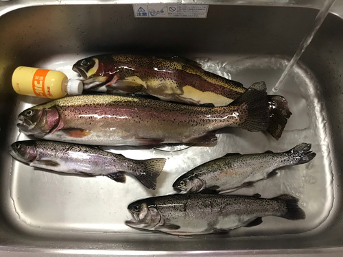 ニジマスの釣果