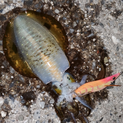 アオリイカの釣果