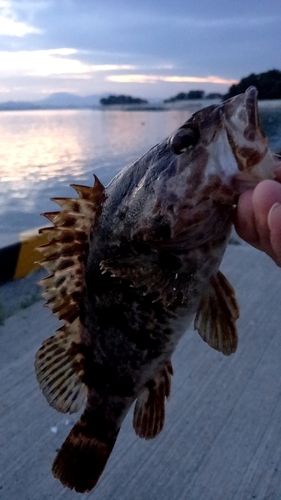 タケノコメバルの釣果