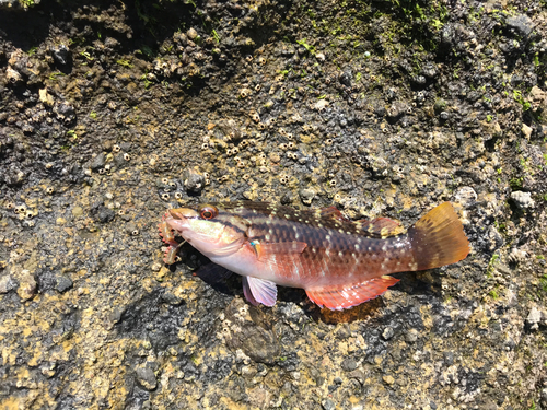 ホシササノハベラの釣果