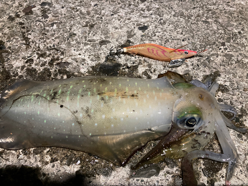 アオリイカの釣果