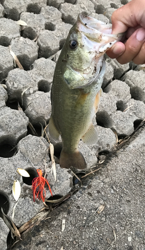 ブラックバスの釣果