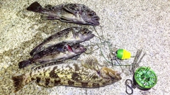 アブラコの釣果