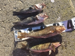 アブラコの釣果