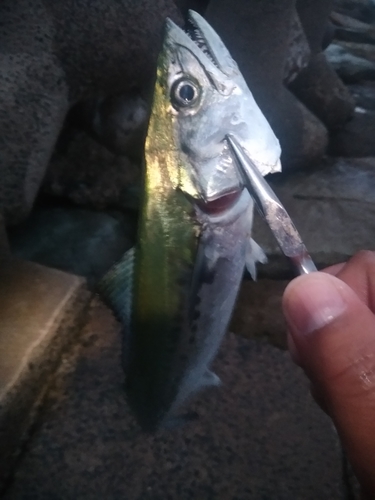 サゴシの釣果