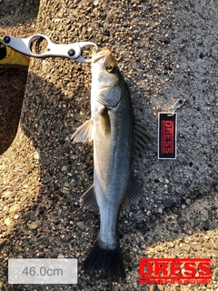 シーバスの釣果