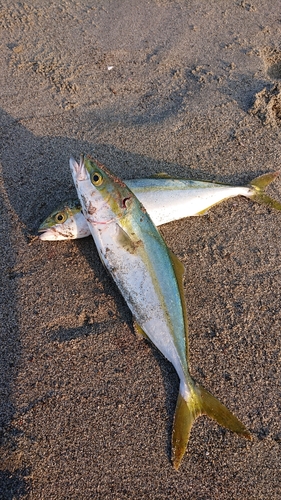 ワカシの釣果