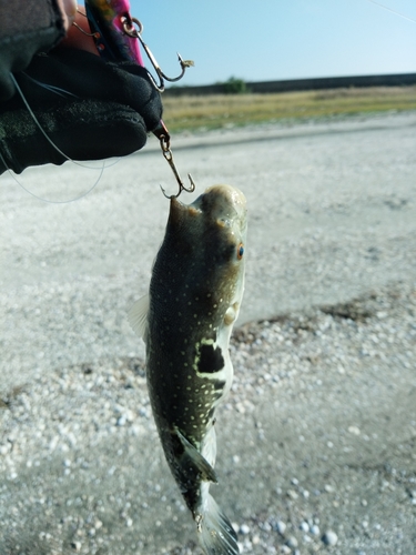 フグの釣果