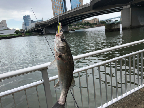 シーバスの釣果