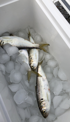 コハダの釣果