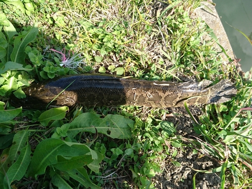 ライギョの釣果