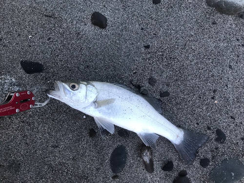 フッコ（マルスズキ）の釣果