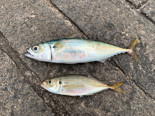 サバの釣果