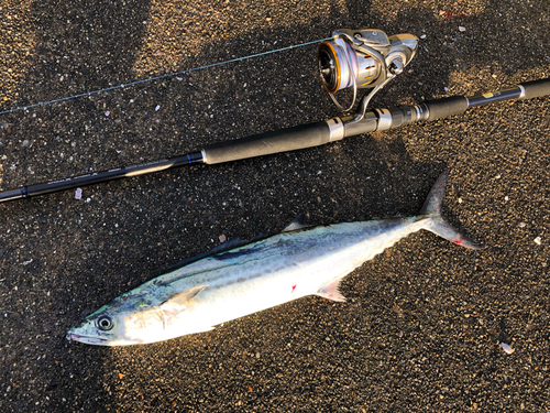 サゴシの釣果