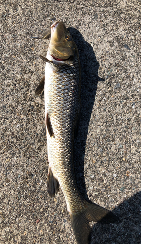 ニゴイの釣果