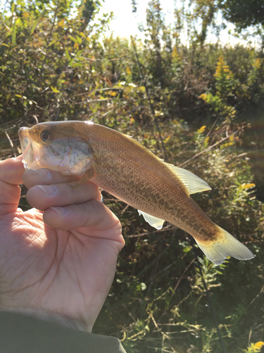 ラージマウスバスの釣果