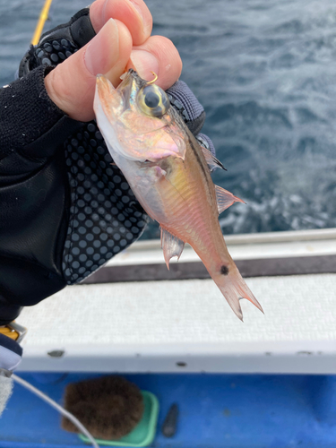 ネンブツダイの釣果