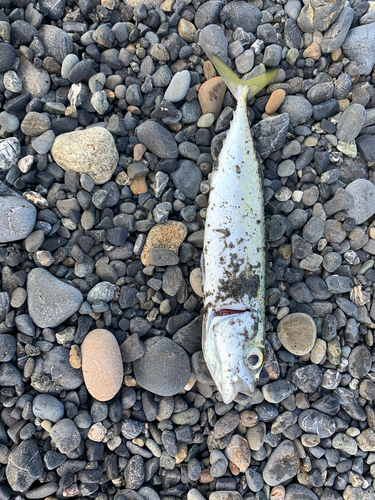 マサバの釣果