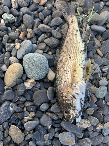 ニベの釣果