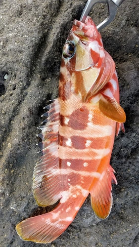 アカハタの釣果