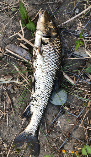 ニゴイの釣果