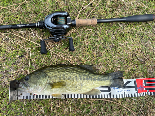 ブラックバスの釣果