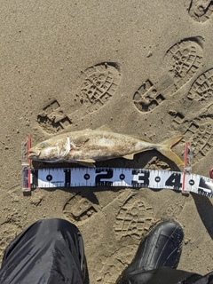 ハマチの釣果